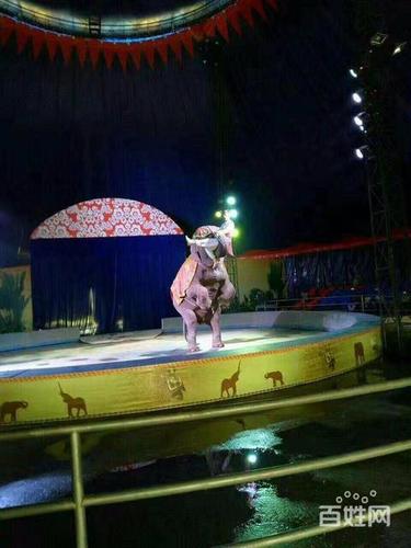 馬戲團(tuán)表演出租戶外環(huán)球飛車(chē)表演租賃馬戲團(tuán)整套出租