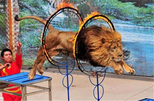 推薦盤(pán)州出租馬戲團(tuán)元旦暖場(chǎng)活動(dòng)