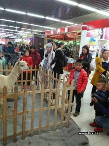 租賃展會用馬戲團表演珍禽萌寵表演鸚鵡表演百鳥展