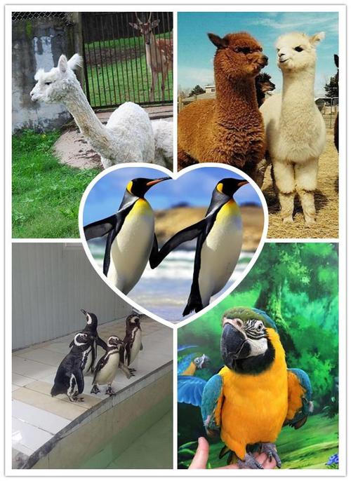 海寧外籍馬戲團(tuán)表演出租_金鵬動(dòng)物租賃公司-嘉興今天信息