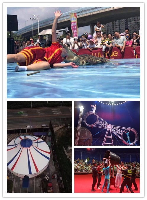 興化市海獅表演出租出租公司