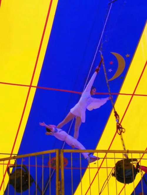 臨清斑馬出租價(jià)格歡迎來電咨詢