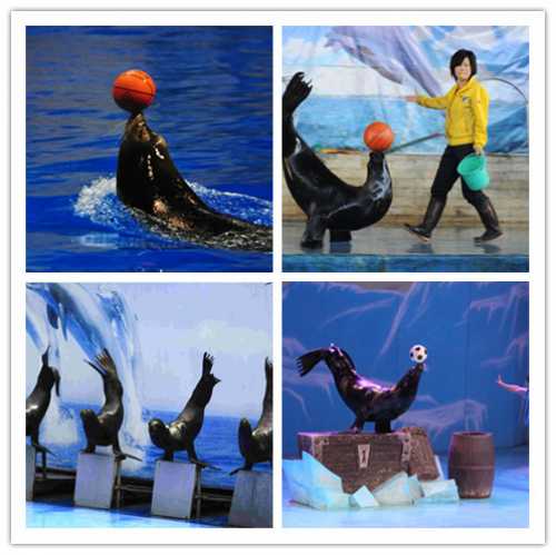 晉州萌寵羊駝出租實(shí)力派公司