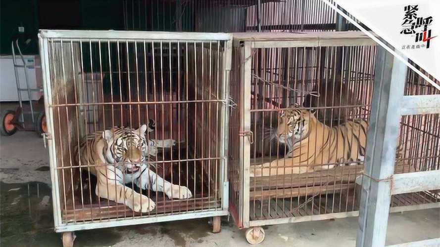 追蹤馬戲團逃脫老虎來源地宿州:租動物隨意 花錢也可以租馴養證