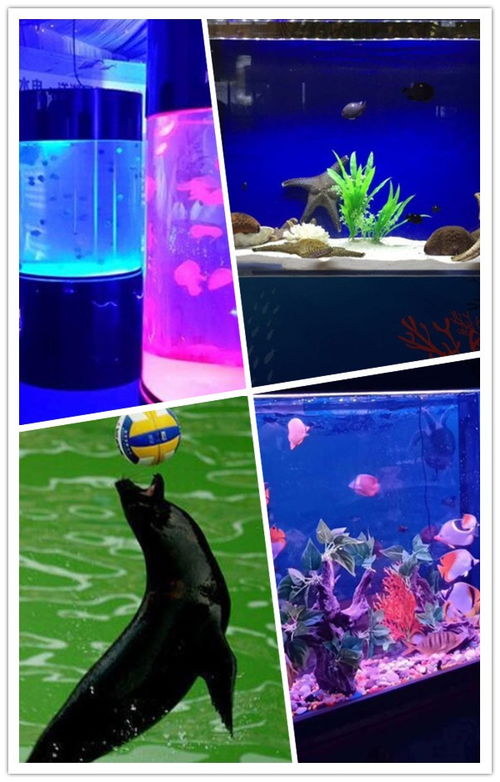 磐石海洋生物魚缸展租賃出租哪有