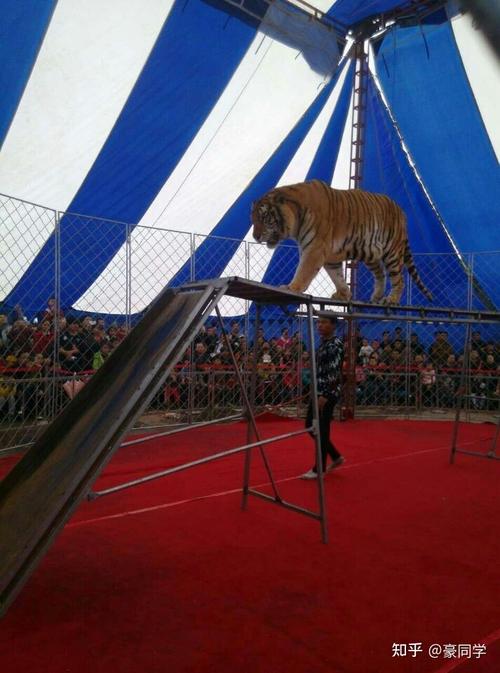 俄羅斯皇家大馬戲巡演馬戲團動物表演馬戲演藝租賃
