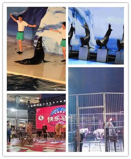 邢臺萌寵羊駝梅花鹿展覽出租零售價格. #海洋展出租 #馬戲團 