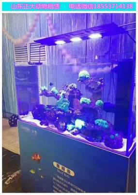 長沙哪里有企鵝萌寵展覽 大象獅子老虎表演 羊駝互動價