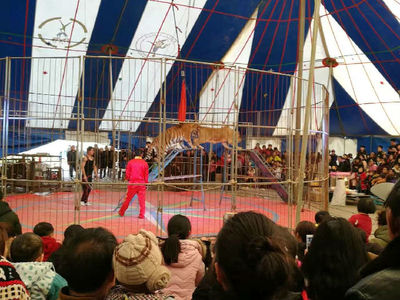 江蘇本地租賃馬戲團雜技演出的費用