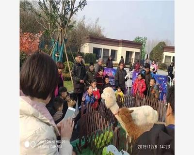 資中縣馬戲團室外表演