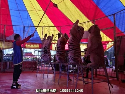 【帶家人來觀看馬戲團(tuán)出租北海市】詢價單