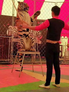 河南焦作馬戲團(tuán)表演出租的價(jià)格