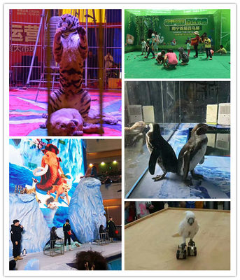 馬戲團(tuán)表演出租公司商丘新聞資訊AA蒞臨詳談