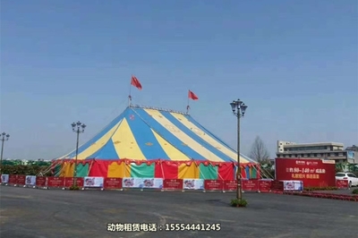 【萌寵羊駝出租-商業節目馬戲團表演租賃百色市】詢價單