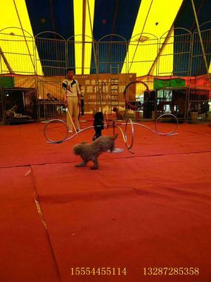 馬戲團租賃出租馬戲團表演的