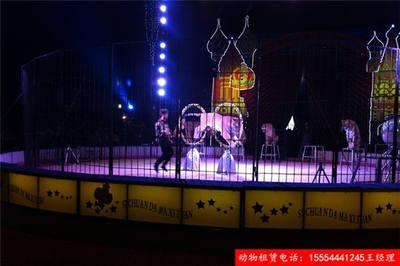 企鵝租賃-創(chuàng)新馬戲團節(jié)目出租景德鎮(zhèn)市