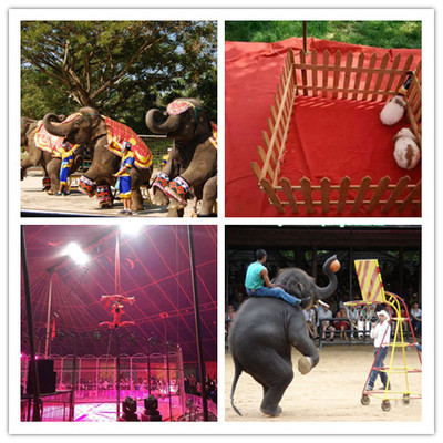 云南省麻栗坡羊駝出租哪里有