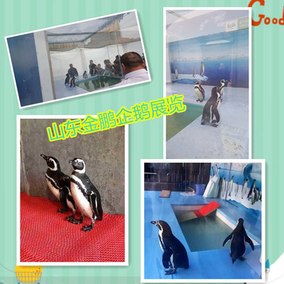 哪有專業馬戲團表演出租洛陽市人員雜技租賃