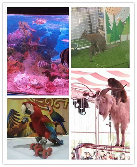 富陽市哪有出租表演馬戲團的海洋展