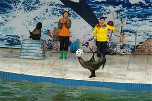 鳳城歡迎邂逅海洋生物展海獅表演項目