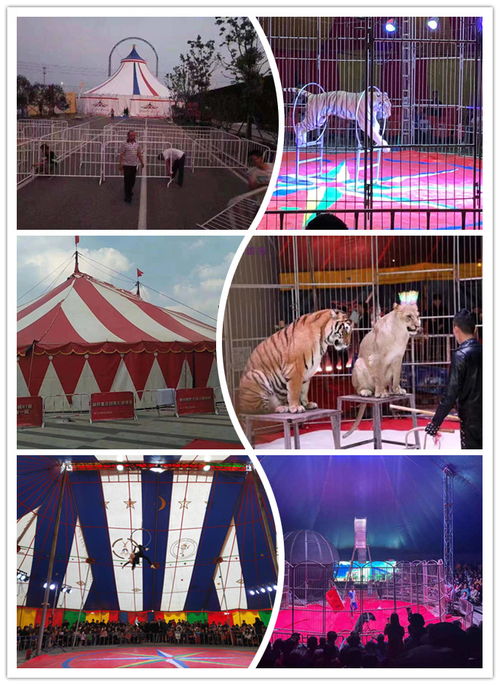 萊西市馬戲團表演出租