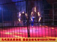 馬戲團表演出租哪有 獅虎表演圖片 小馬戲團表演出租價