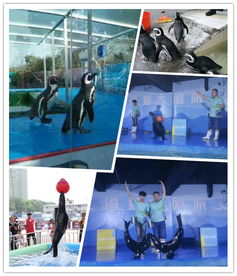 溫嶺市動物萌寵展覽表演出租大冶市