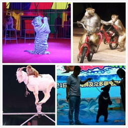 鄒城動物表演馬戲團(tuán)出租價格便宜