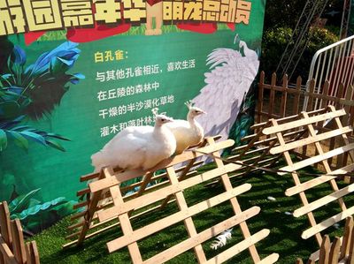 肇慶租賃馬戲團(tuán)表演