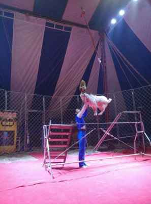 大型馬戲團(tuán)表演陜西銅川市大型馬戲團(tuán)表演出租報價