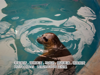 全套的馬戲團出租長沙市