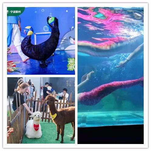 朝陽市美人魚表演出租閃亮登場可以互動