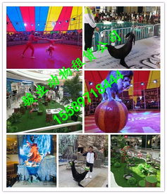 廣安市小動物表演鸚鵡演出專業(yè)公司