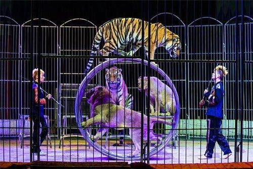 十國(guó)皇家馬戲團(tuán)全球巡演漯河站春節(jié)空降花桂莊園