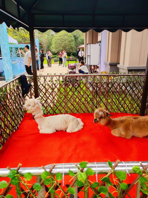 馴鹿出租馴鹿展覽馴鹿租賃價(jià)格