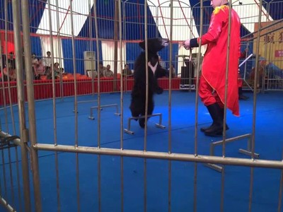 大型馬戲團表演租賃環球飛車公司節目表演出租馬戲團價 馬戲團表演出租