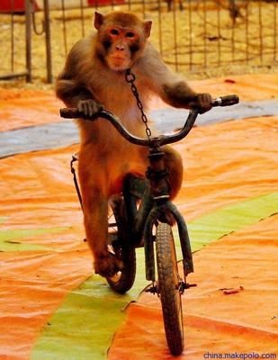 馬戲藝術節馬戲團表演馬戲團商演出租用